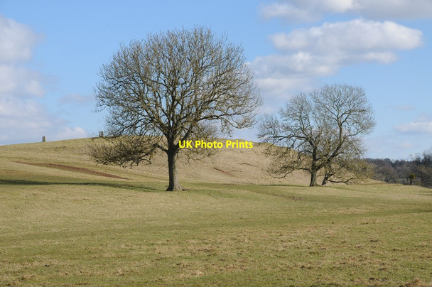 Photo 6"x4" Trees below Coneyburrow Hill Longdon\/SO8336 c2018