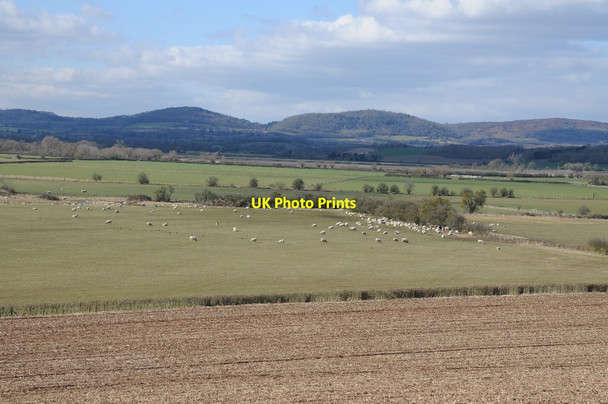 Photo 6"x4" Sheep on Longdon Marsh Longdon\/SO8336 c2018
