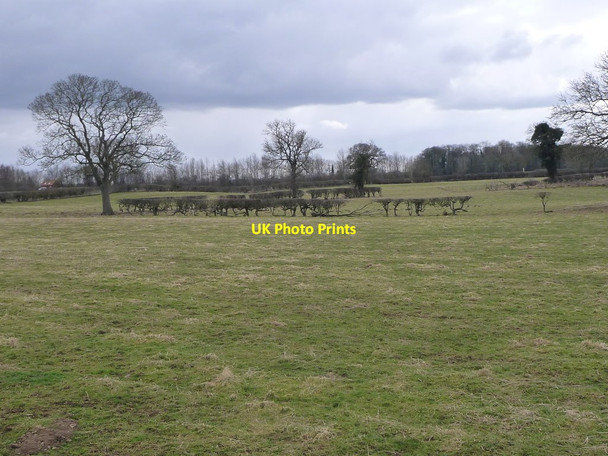 Photo 6"x4" Trees on former field boundaries, east of Flask Lane Nosterfield c2018