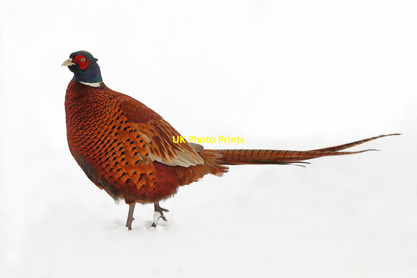 Photo 6"x4" A cock pheasant in my back garden Galashiels c2018