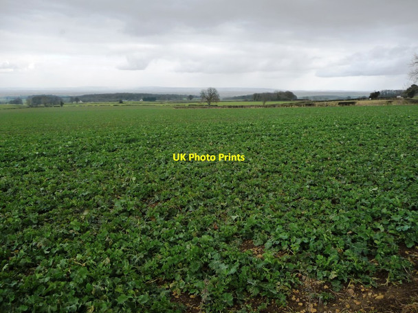 Photo 6"x4" Arable field, south of Thornton Watlass Thornton Watlass c2018