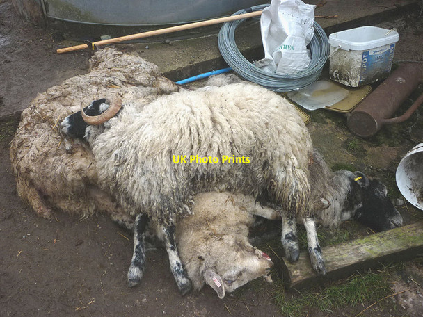 Photo 6"x4" Dead sheep Roger Ground c2018