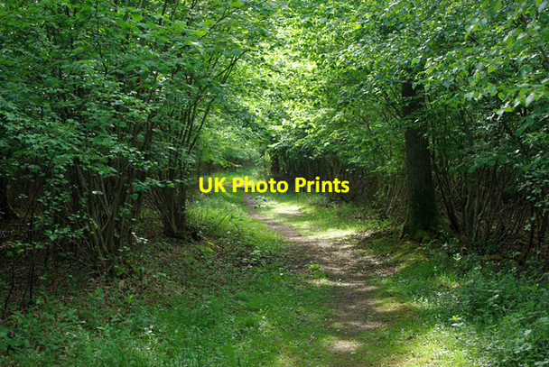 Photo 6"x4" Path in Poling Copse Crossbush\/TQ0306 c2010