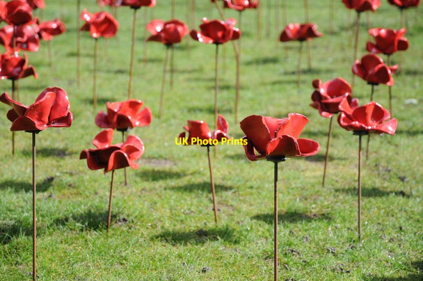 Photo 6"x4" Poppies at Hereford Cathedral Hereford c2018