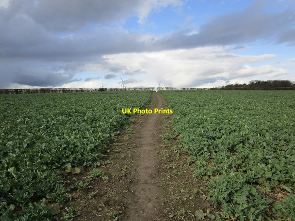 Photo 6"x4" Bridleway through a field of oilseed rape, Pickburn Adwick Le Street c2018