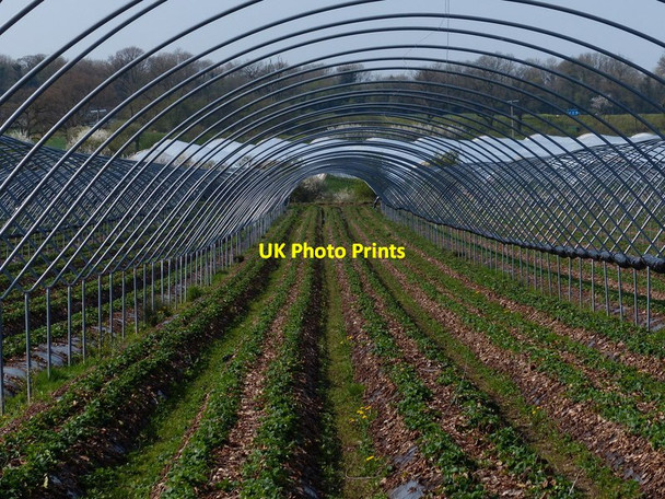 Photo 6"x4" Polytunnel next to Roman Road, Lapley Lapley c2018