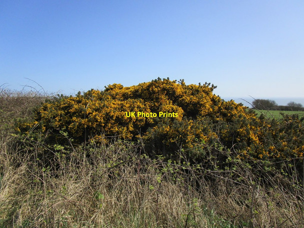 Photo 6"x4" Gorse on the golf course Croft c2018