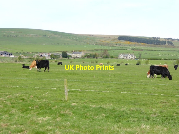 Photo 6"x4" Field with cattle Ingram c2018