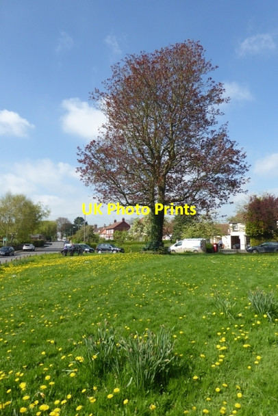 Photo 6"x4" Village Green Tollerton\/SE5164 c2018