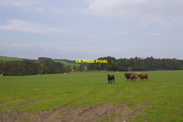 Photo 6"x4" Cattle, East Horton East Horton c2018