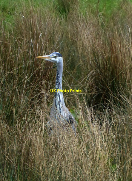 Photo 6"x4" Heron hunting among rushes Richmond\/TQ1874 c2018