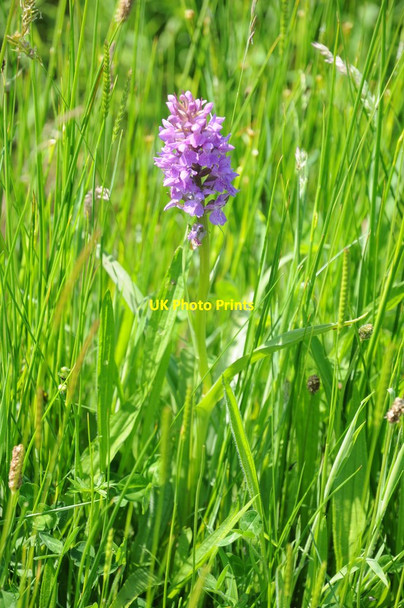 Photo 6"x4" Orchid on Royal St David's Golf Course Harlech c2018