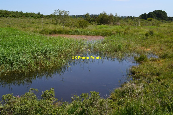 Photo 6"x4" Ponds at Duckhole Bottom Bisterne Close c2018