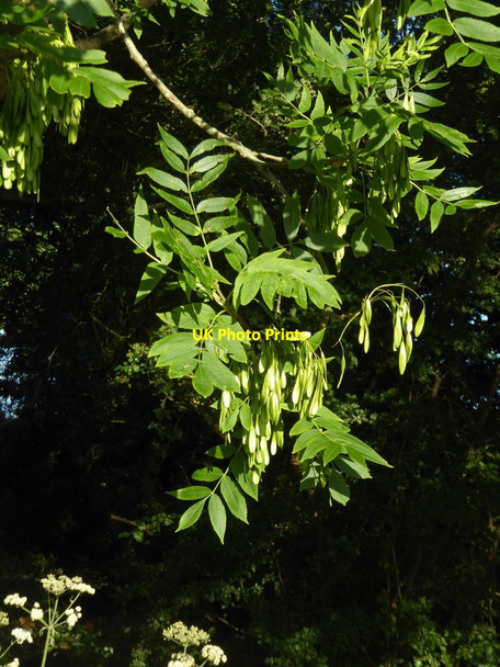 Photo 6"x4" Ash keys at mid-summer, Palewell Common Barnes c2018
