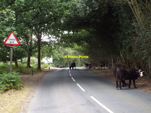 Photo 6"x4" Cattle in the road, Ashdown Forest Duddleswell c2018