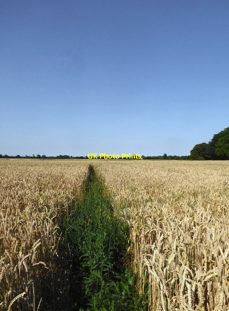 Photo 6"x4" Footpath through a cornfield, July 2018 Brenzett c2018