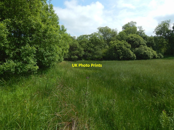 Photo 6"x4" The edge of a former pond Balloch\/NS3982 c2018