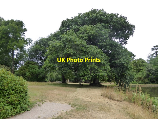Photo 6"x4" Oak tree beside the Great Pond, Forde Abbey Chard Junction c2018