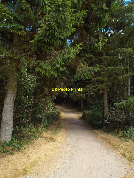 Photo 6"x4" Path near Pitsford Water, Northamptonshire Holcot c2018