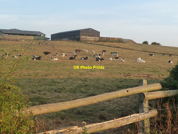Photo 6"x4" Cattle at sunset, Holt Hall Farm Holt Hill\/SK1226 c2018
