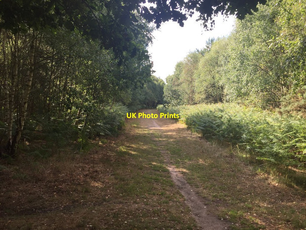 Photo 6"x4" Bridleway on Blaxhall Heath Tunstall\/TM3655 c2018