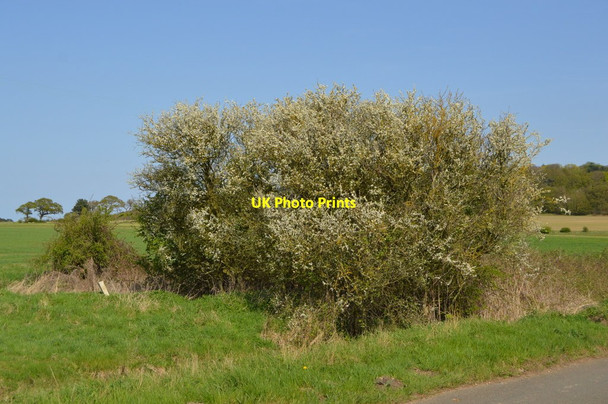 Photo 6"x4" Wooded pond by Beach Rd Shepherd's Port c2018