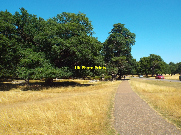 Photo 6"x4" Path in Richmond Park Richmond\/TQ1874 c2018 P1