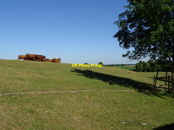 Photo 6"x4" Cattle in a field Maltby\/SK5292 c2018