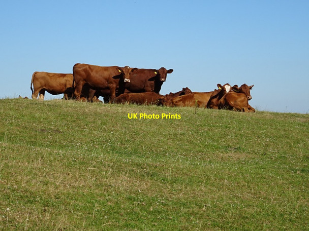 Photo 6"x4" Cattle in a field Maltby\/SK5292 c2018 P1