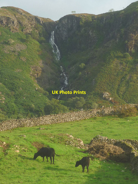 Photo 6"x4" Cattle in Eskdale Boot c2018