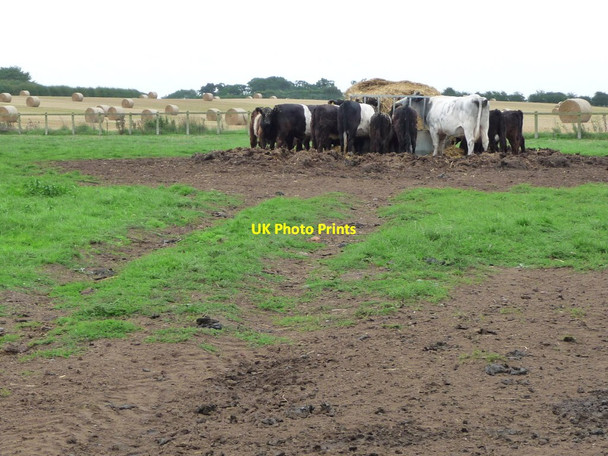 Photo 6"x4" Cattle at a feeder, west of Cundall Cundall c2018