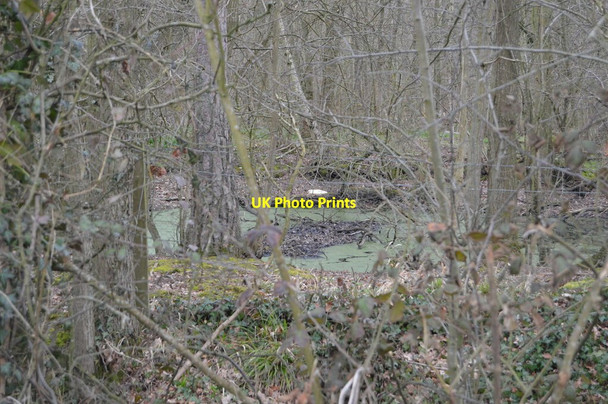 Photo 6"x4" Pond in Brook Wood Sinkhurst Green c2018