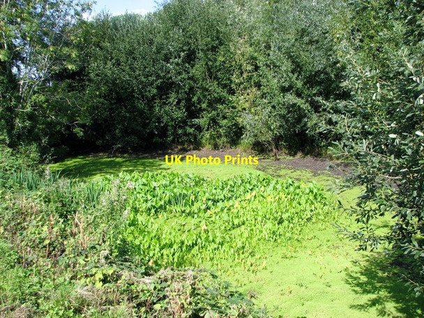 Photo 6"x4" Pond by the junction of Low Common and Vale roads Thurton c2018