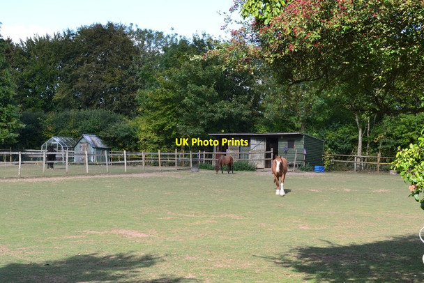 Photo 6"x4" Horses beside the course of Roman road Firsdown c2018