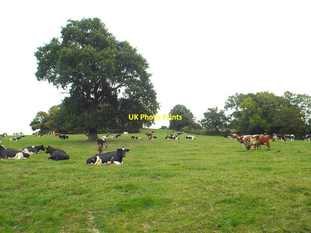 Photo 6"x4" Cattle in a field, near Cowden Horshoe Green c2018
