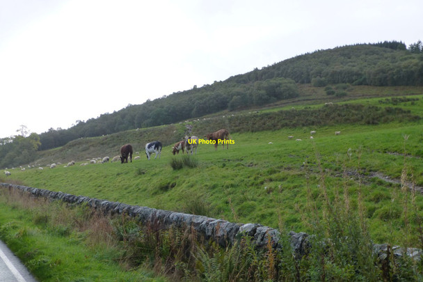 Photo 6"x4" Cattle and sheep in pasture Colintraive c2018