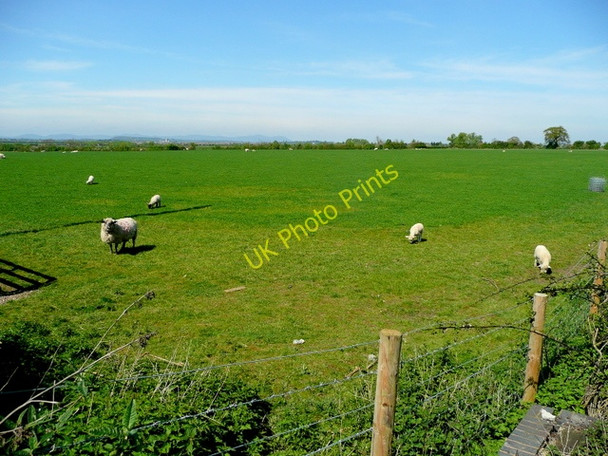Photo 6"x4" Sheep pasture north of Bozard Lane Fiddington\/SO9230 c2009