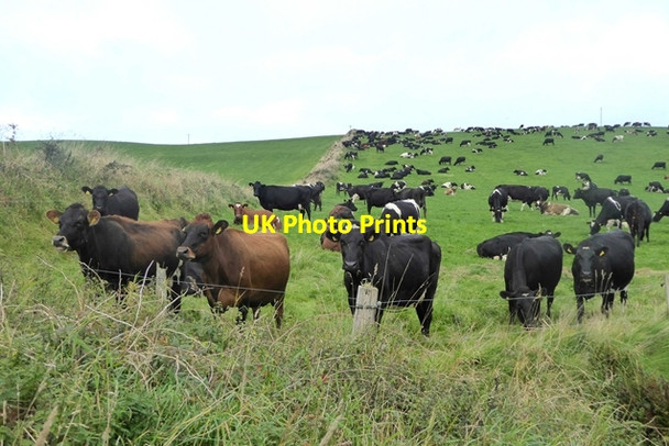 Photo 6"x4" A field full of cattle North Milmain c2018