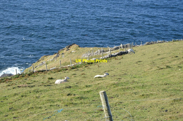 Photo 6"x4" Sheep on a cliff above Dingle Bay Dunquin c2018
