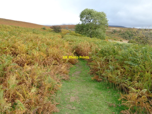 Photo 6"x4" Bridleway on Mynydd Llangorse Cathedine c2018
