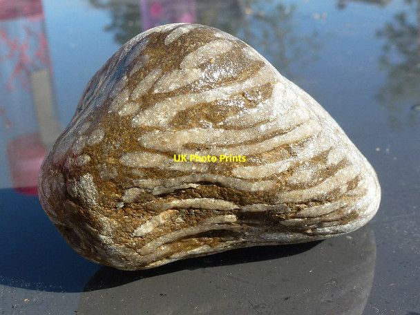 Photo 6"x4" Fossilised coral Scarborough\/TA0388 c2018 P1