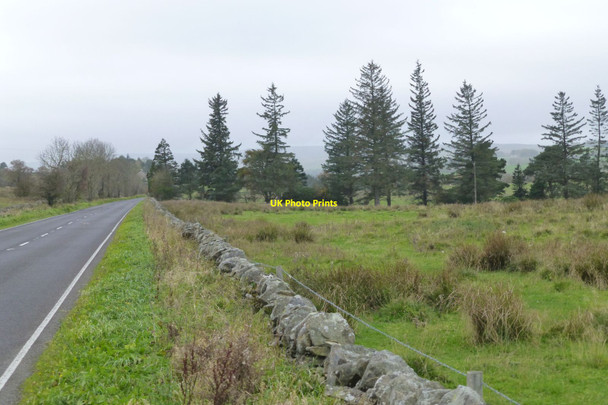 Photo 6"x4" Shelter belt at Staward Manor Langley\/NY8261 c2018
