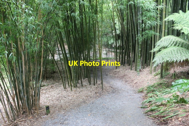 Photo 6"x4" Bamboo at Trebah Manor Durgan c2018