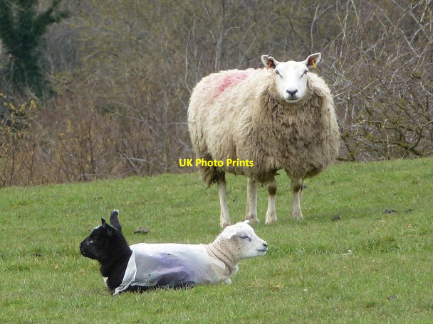 Photo 6"x4" Ewe with twin lambs Newtown\/Y Drenewydd c2018 P1