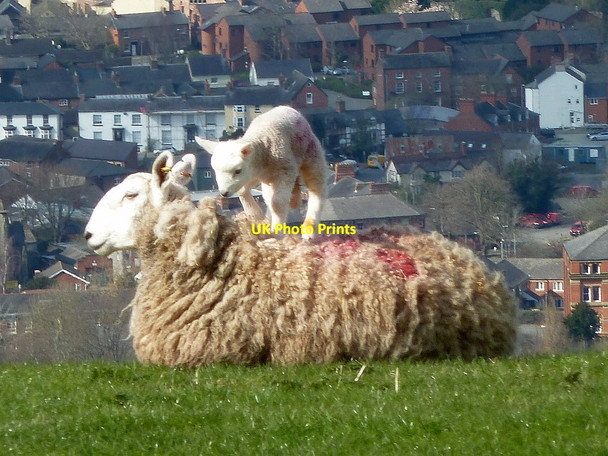 Photo 6"x4" Ewe with lamb, restless Newtown\/Y Drenewydd c2017