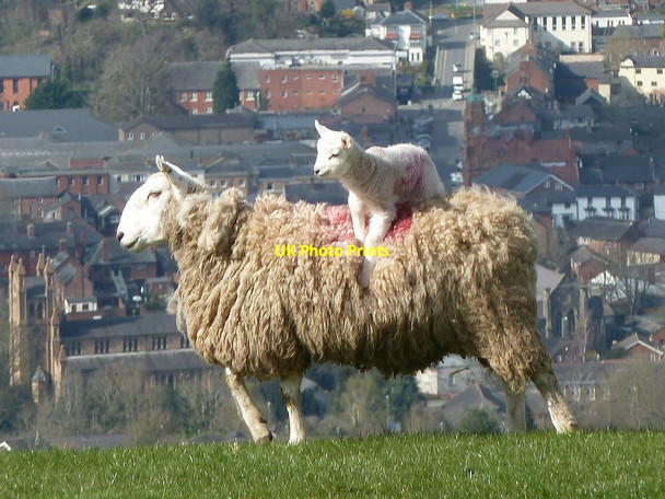 Photo 6"x4" Ewe with lamb, on the move Newtown\/Y Drenewydd c2017