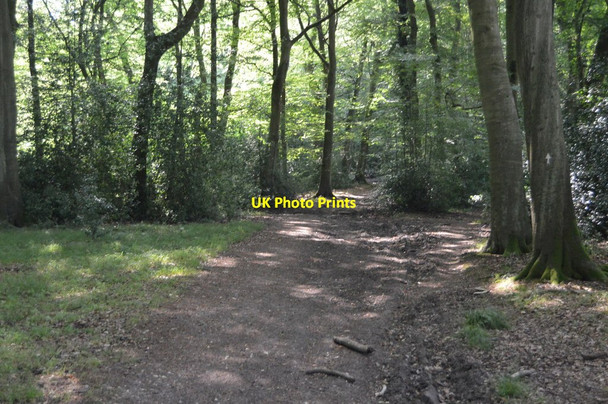 Photo 6"x4" Bridleway, Lambridge Woods Henley-on-Thames c2018