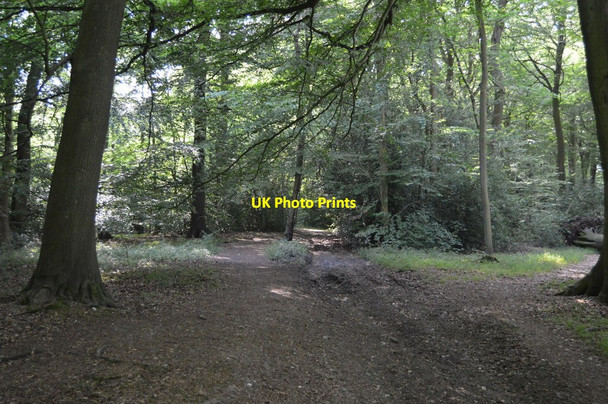 Photo 6"x4" Bridleway, Lambridge Wood Henley-on-Thames c2018