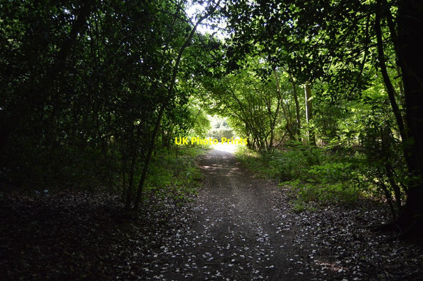 Photo 6"x4" Bridleway, Lambridge Wood Henley-on-Thames c2018