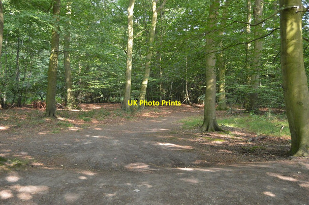 Photo 6"x4" Bridleway to Famous Copse Broadplat c2018